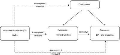 Genetically predicted alterations in thyroid function are associated with the risk of benign prostatic disease